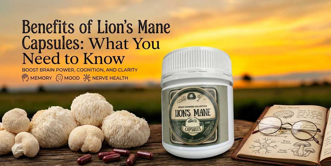 Benefits of Lion's Mane Capsules: What You Need to Know?