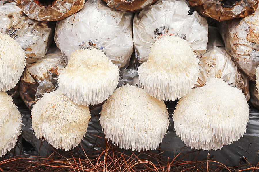 Lion's Mane Mushroom Australia | What's the Benefit?