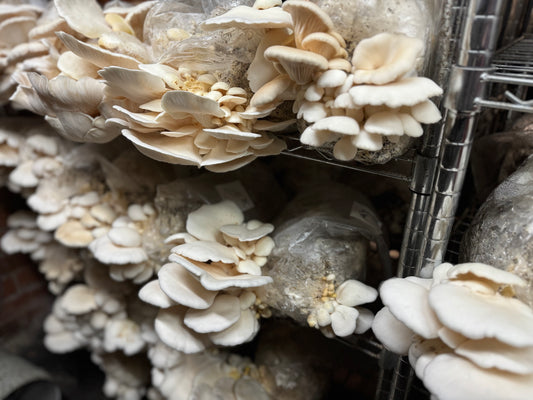 1kg Mixed Mushroom Bag – Lion’s Mane, Oyster & Swiss Brown (Fresh, Local)