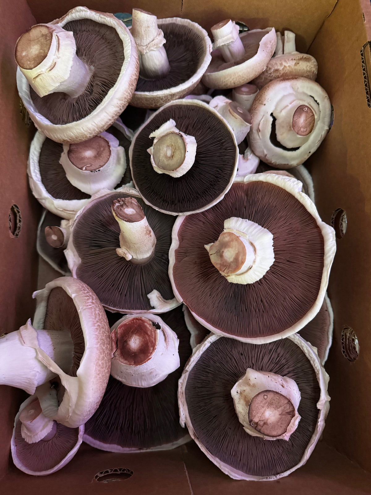 1kg Mixed Mushroom Bag – Lion’s Mane, Oyster & Swiss Brown (Fresh, Local)