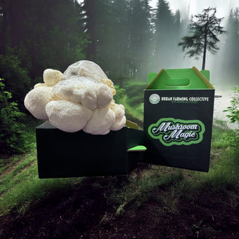 Organic Lions Mane Mushroom Grow Kit