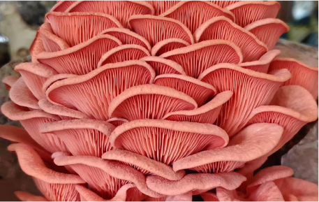 1kg Mixed Mushroom Bag – Lion’s Mane, Oyster & Swiss Brown (Fresh, Local)