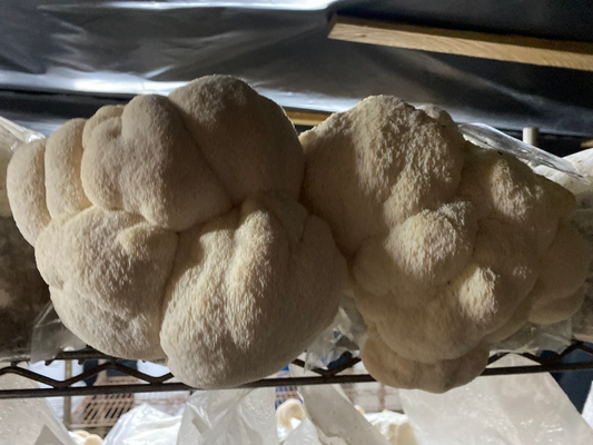 Organic Lions Mane Mushroom Grow Kit